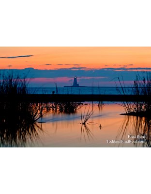 Reflections of Summer