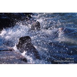 Splash