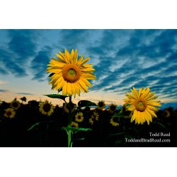 Sunflower Storm