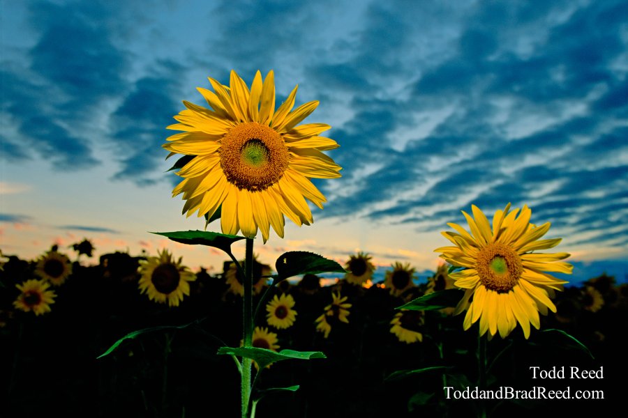 Sunflower Storm