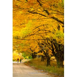 Country Lane