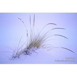 Winter Wisps
