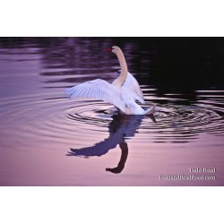 Reflections at Dawn