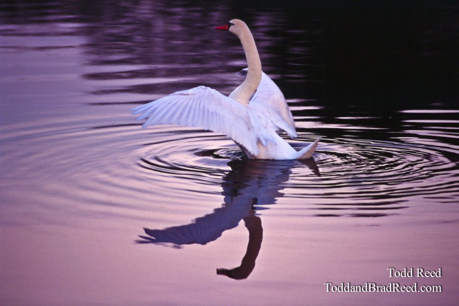 Reflections at Dawn