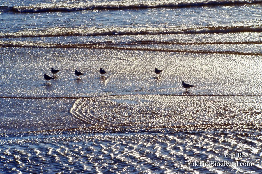 Shimmering Seagulls