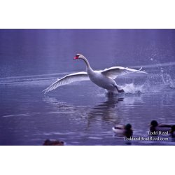 Beautiful Landing