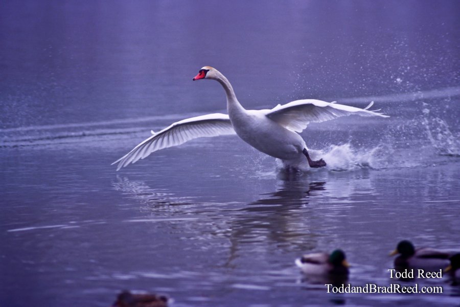 Beautiful Landing