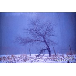 Walking Tree