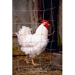 Regal Chicken