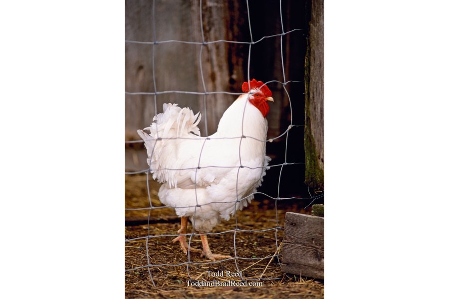 Regal Chicken