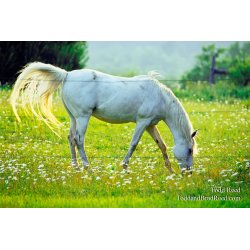 Dream Horse