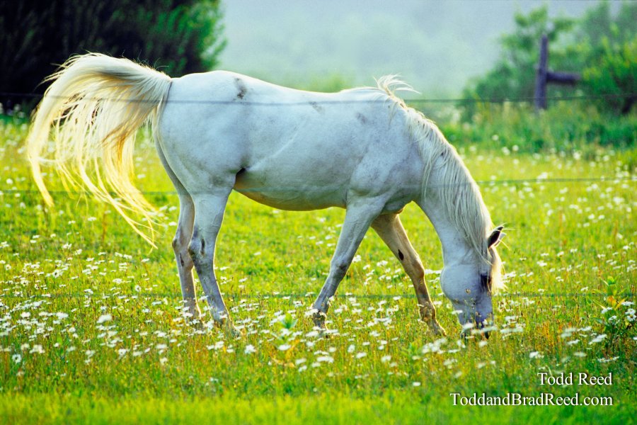 Dream Horse