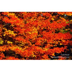 Hunter Orange
