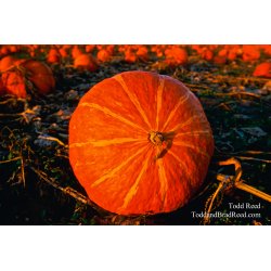 Great Pumpkin