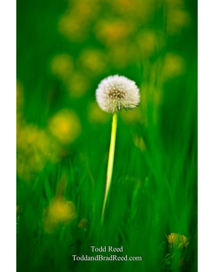 Dandy Dandelion