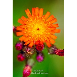 Orange Rush