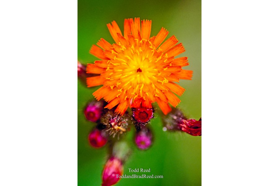 Orange Rush