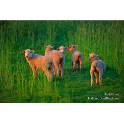 Wool Light