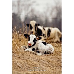Newborn