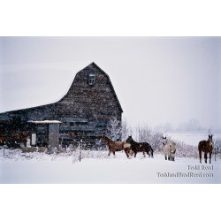 Horse Country