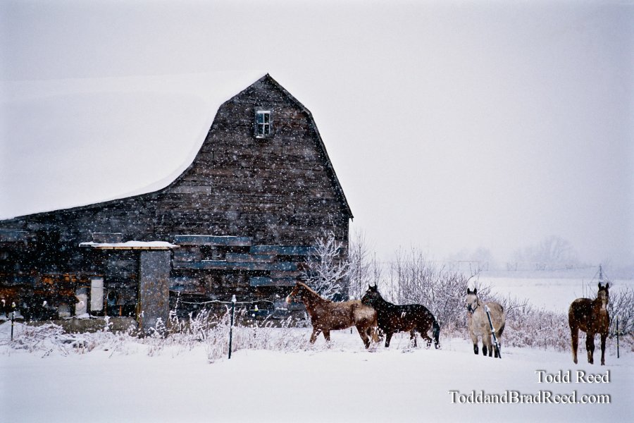 Horse Country