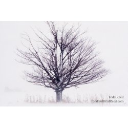 Lone Standout