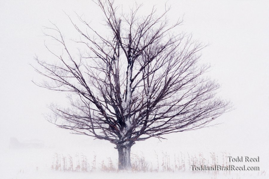 Lone Standout