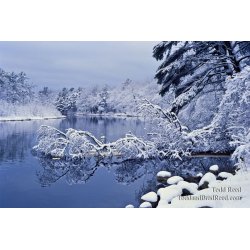 Winter Wonderland