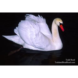 Black Water Swan