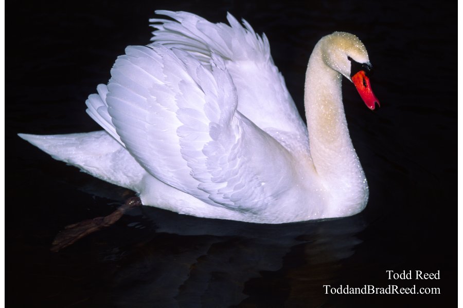 Black Water Swan