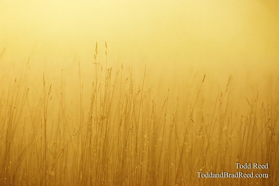 Morning Dew
