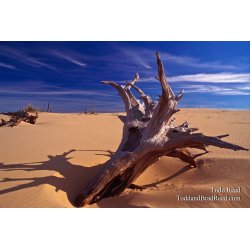 Dune Sculpture