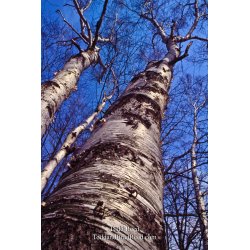 Michigan Birch