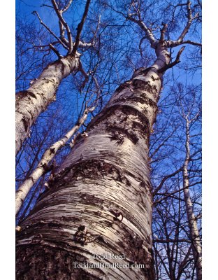 Michigan Birch
