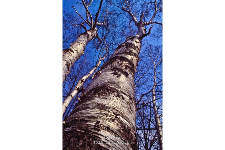 Michigan Birch