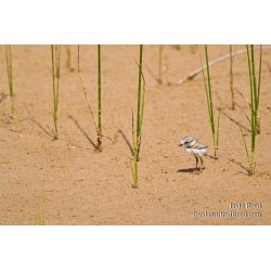 Rare Bird
