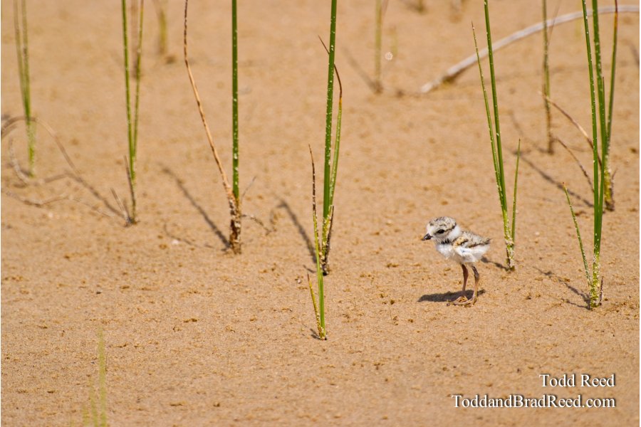 Rare Bird