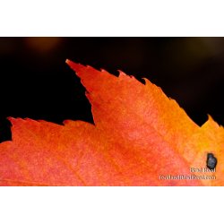 Explosion of Color