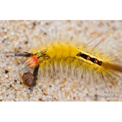 Fuzzy Was-He