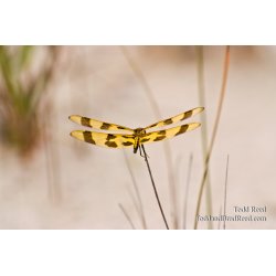 Summer Wings