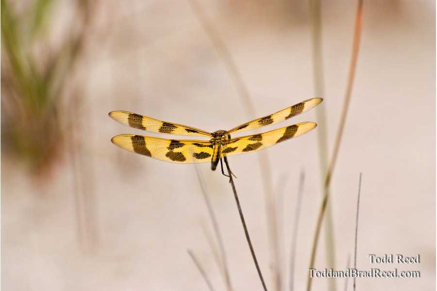 Summer Wings