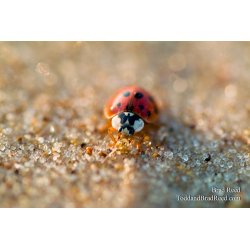 Asian Lady Beetle