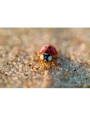 Asian Lady Beetle