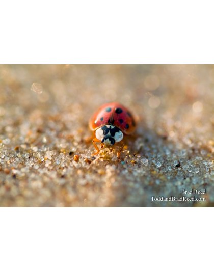 Asian Lady Beetle