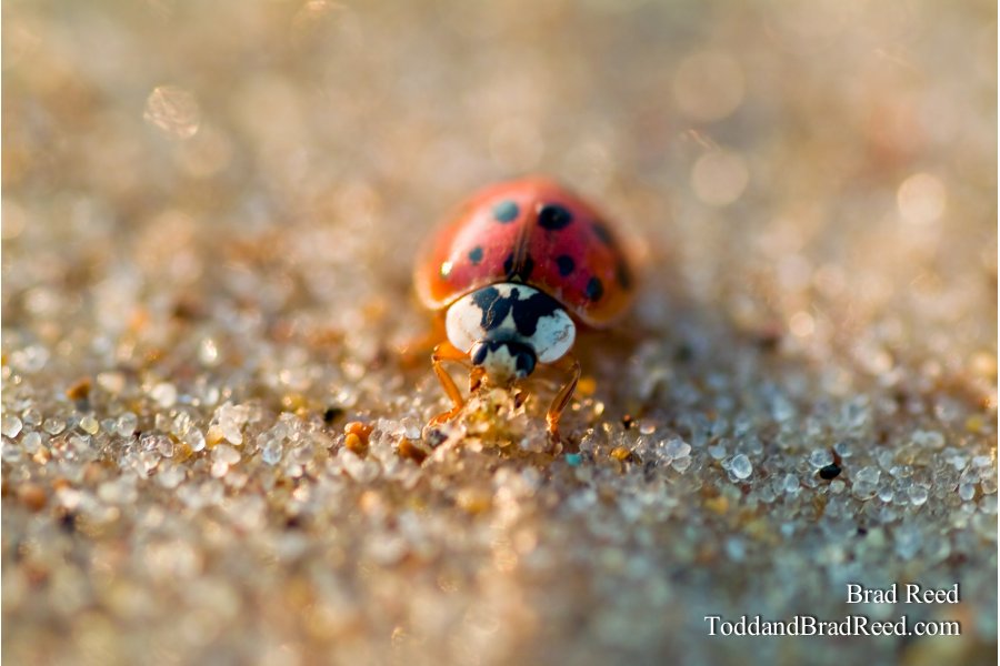 Asian Lady Beetle