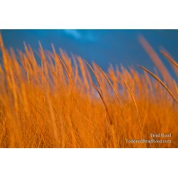 West Wind