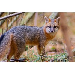 Sly Fox