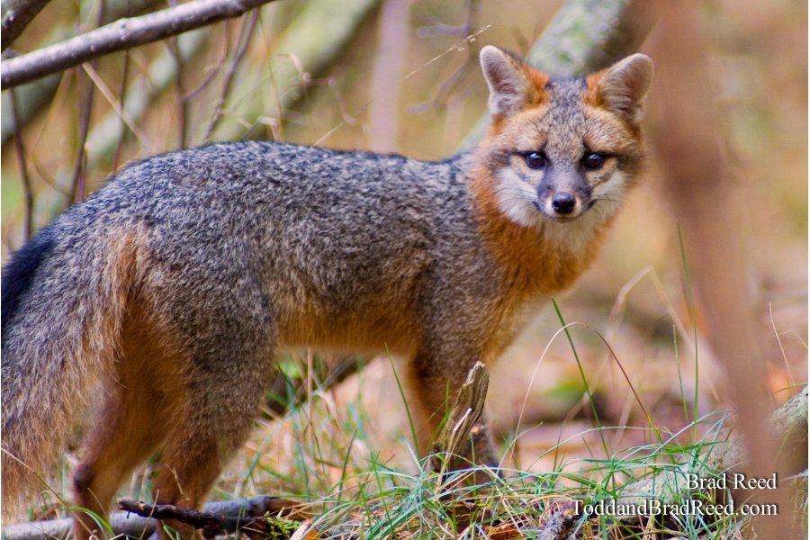 Sly Fox