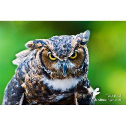 Owly 