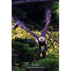 Screaming Eagle